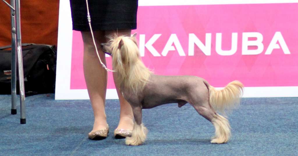 Aksamitny Dotyk Pretensja