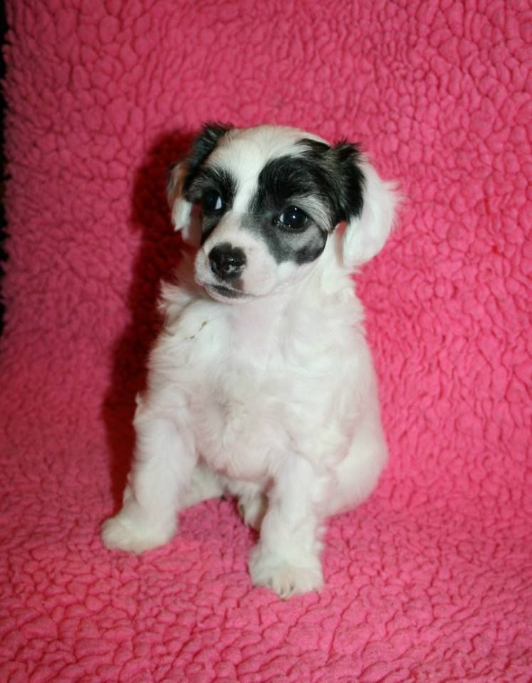 Proud Pony Especially for You