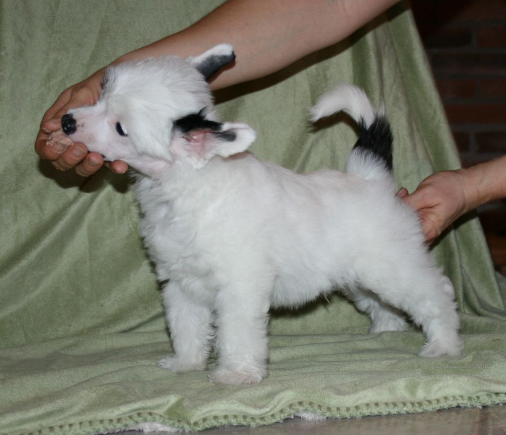 Proud Pony Energizer