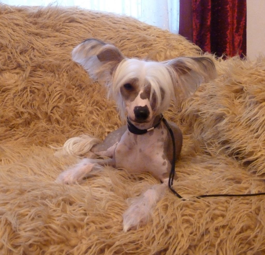 Starsline Nina Richi