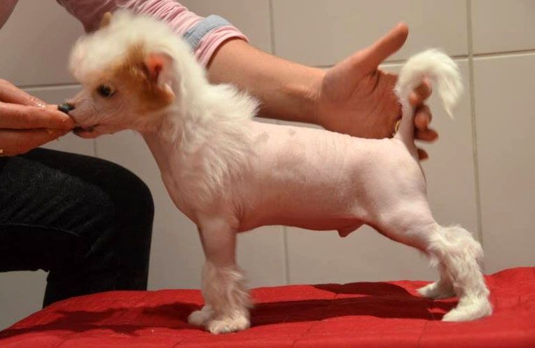 Dobiáco Harry Potter