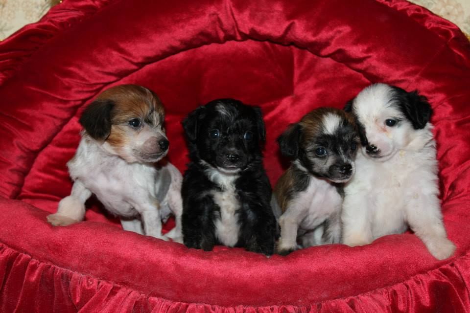 Poinsur Dvizhen Cake