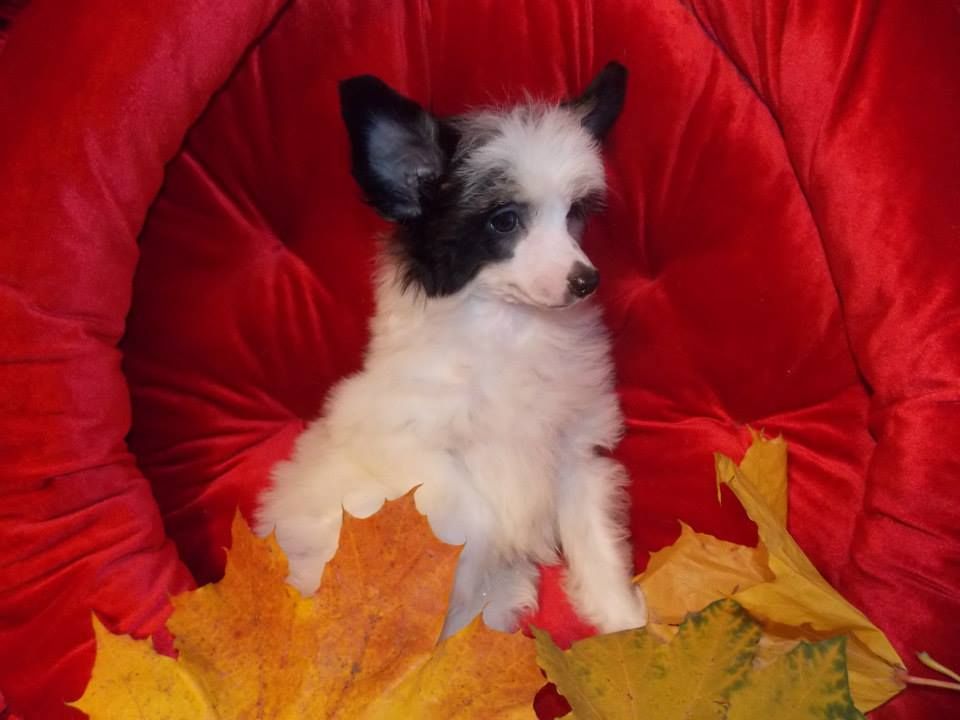 Poinsur Dvizhen Cassiopeya