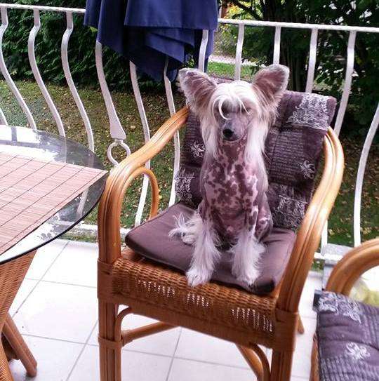 Jukon Exotic World FCI