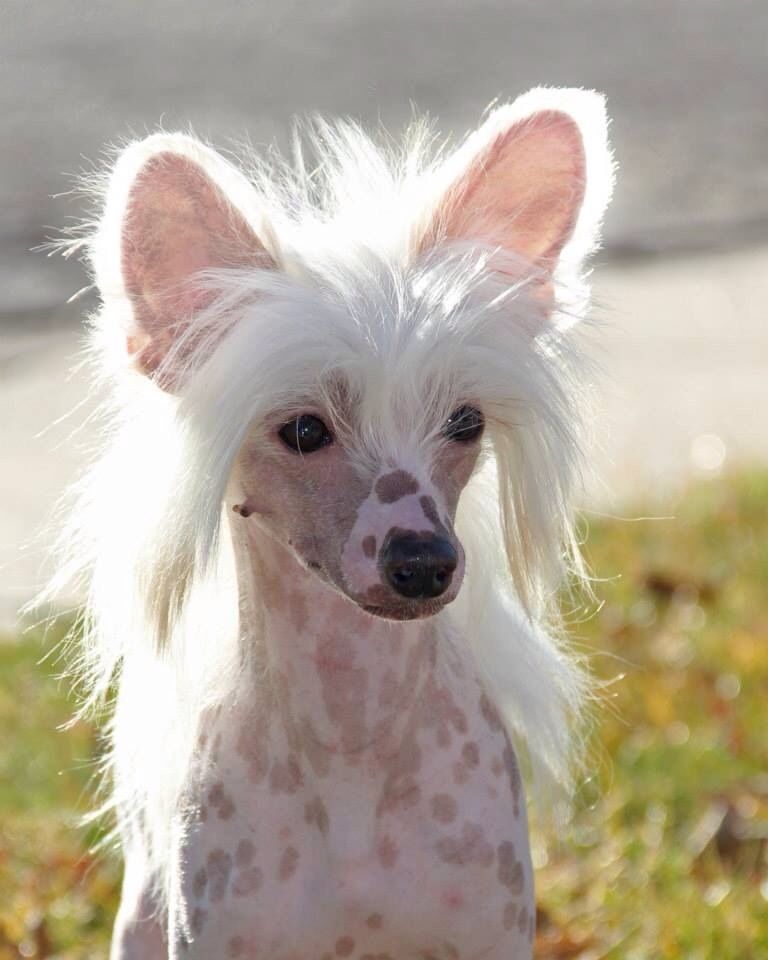 Mulberry Street CedarFrost Rhythm