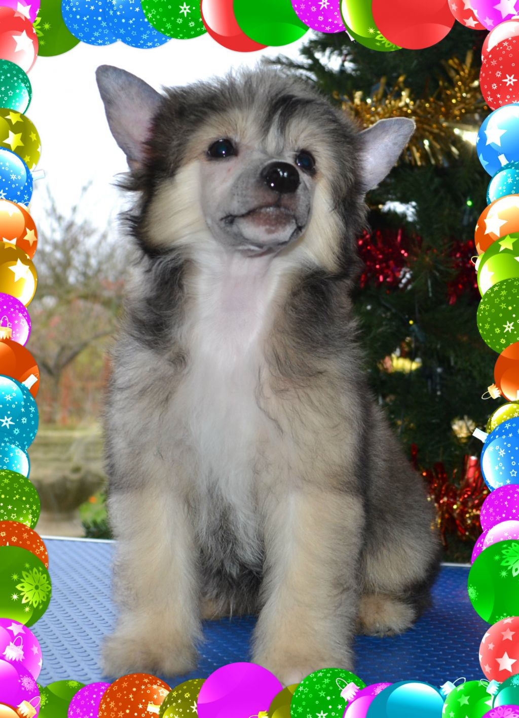 Dragonland Ivory Coast