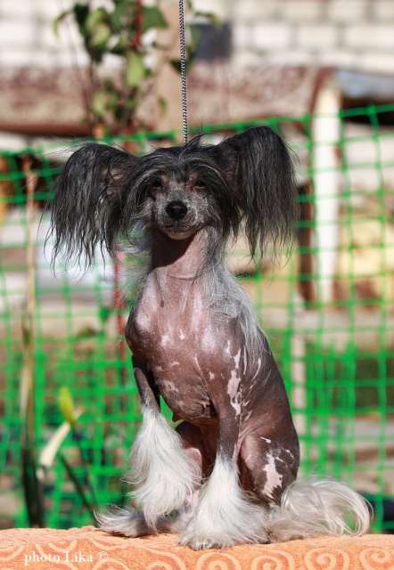 Fantastik Kashmir Zhaklin Premium