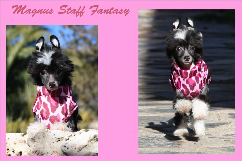 Magnus Staff Fantasy