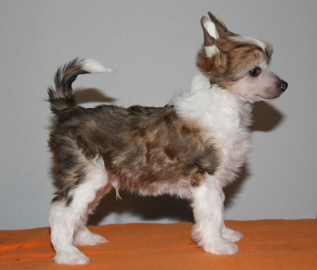 Magnus Staff Funky Style