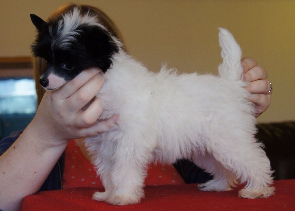 FaeryDreamer's Popular Del Rey