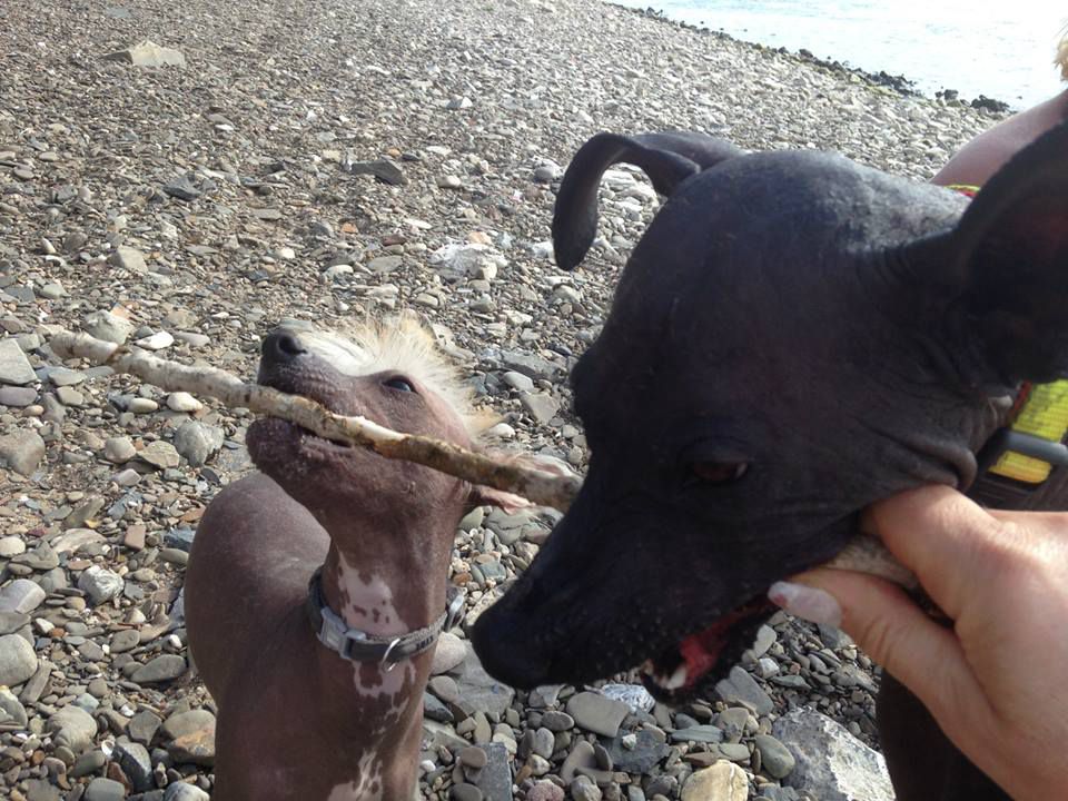 Alien traveller from the space