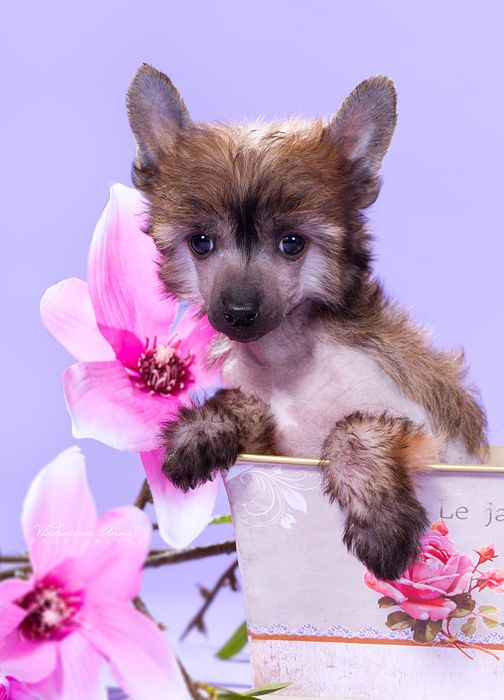 Envy White Kiss My Lips