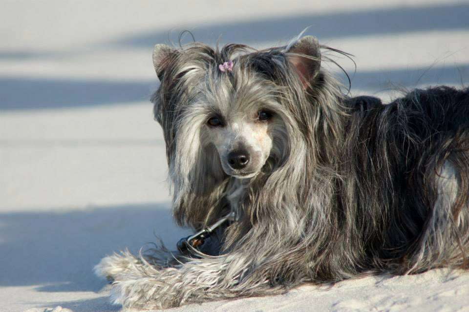 Bryanna Molosos Gratzi