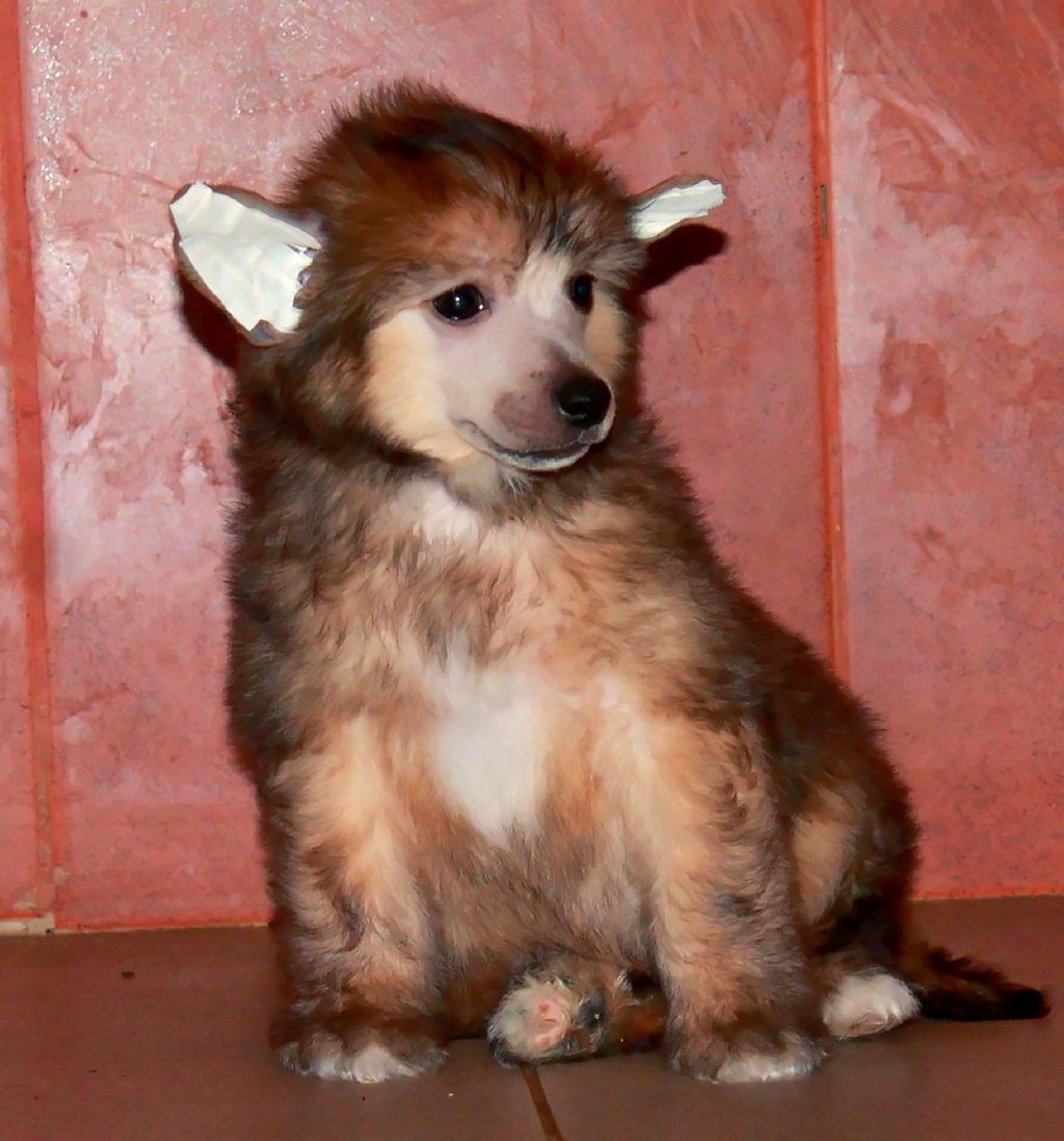 Behrem Molosos Gratzi