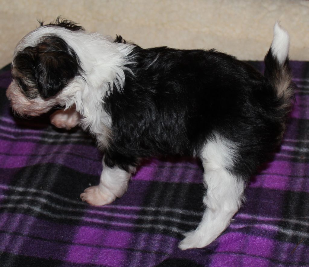 Saratoginja Chantilly Lace of Arete