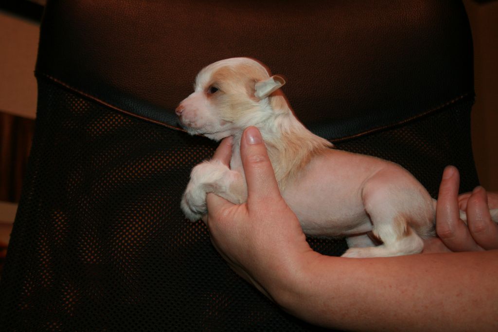 Gabriella Shelkovy Blesk