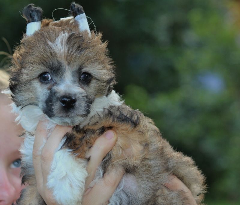 Saratoginja Dreamcatcher