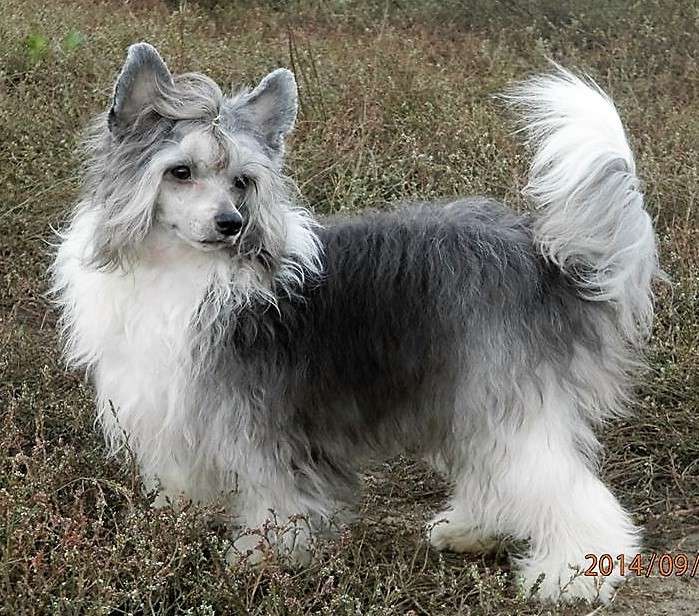 Fantastik Kashmir Yang Princess