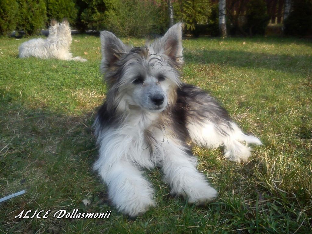 Alice Dollasmonii