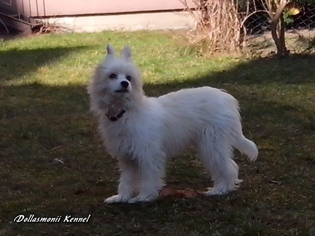Alestorm Dollasmonii