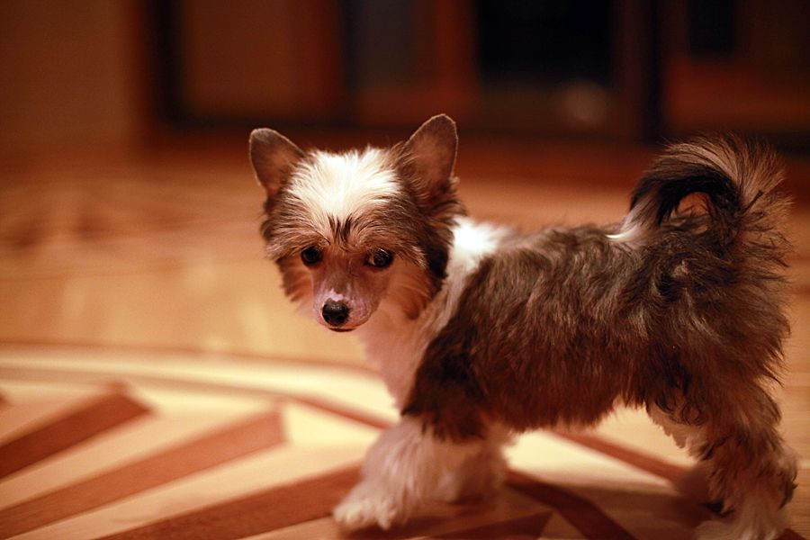 Apriori Vip Kissable