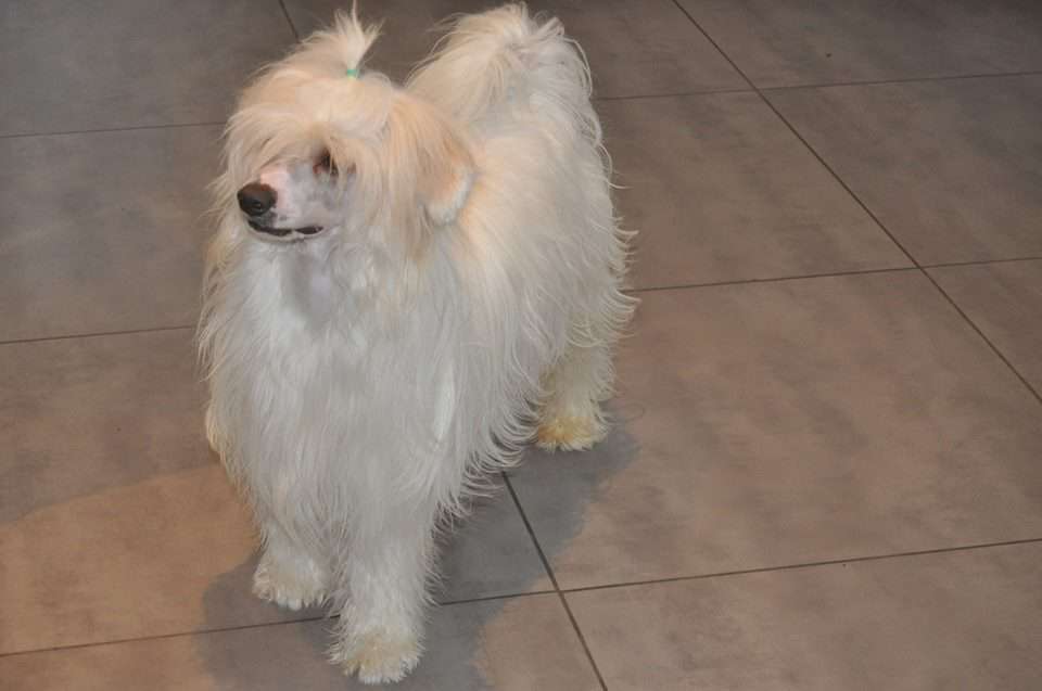 Ian des gardiens des elfes