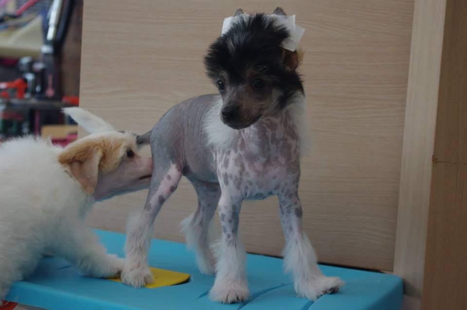 inesperance desgardiens des elfes