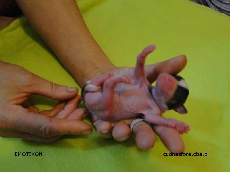 Emotikon Cudna Sfora