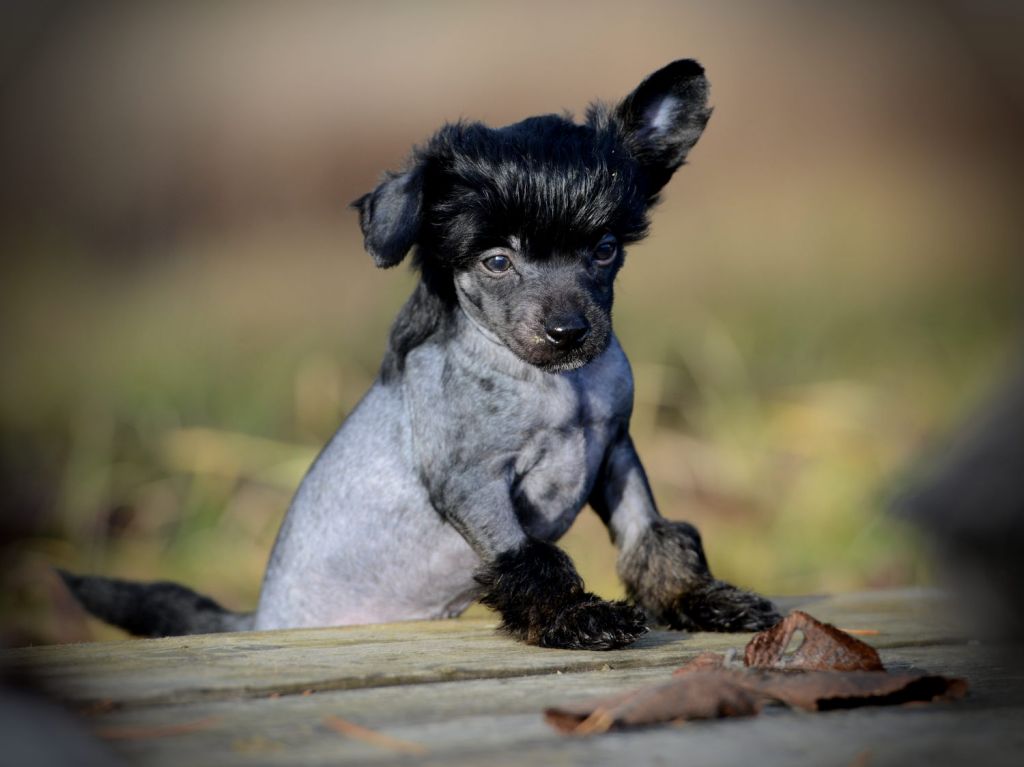 Sunstreaker Optimus Prime