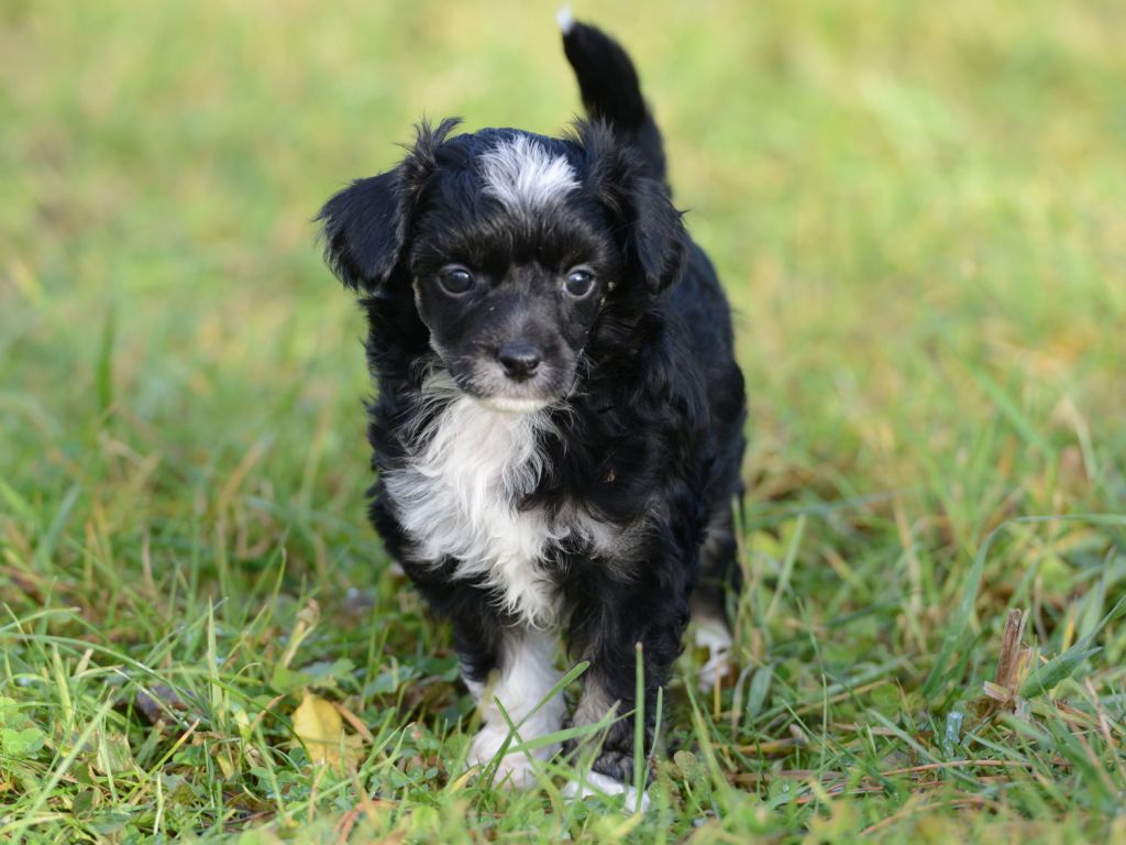 Sunstreaker On Target