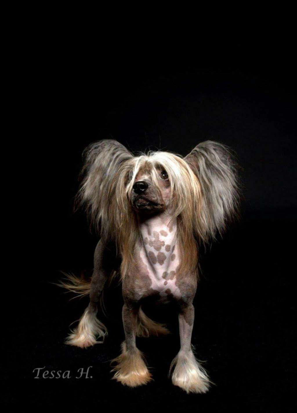 Jumping To The Top of Angel's Legacy