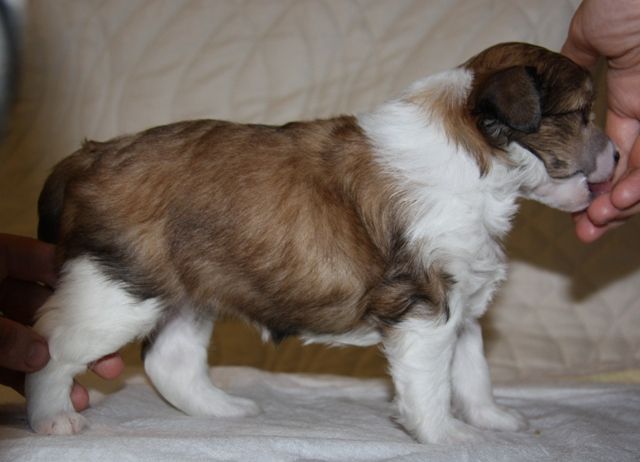 Olly Iz Strany Kutha