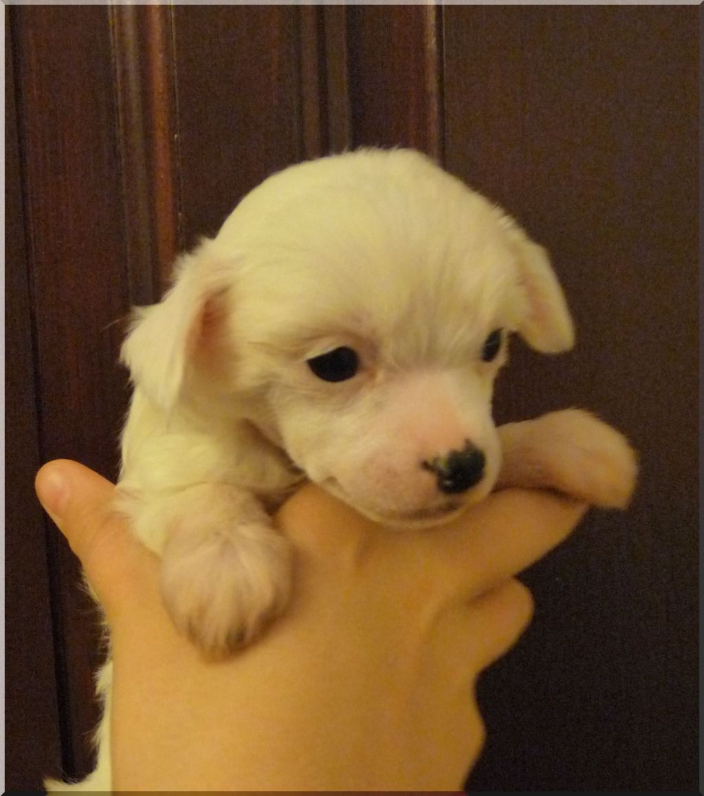 Fundoklia-völgyi Kaszanics Stella