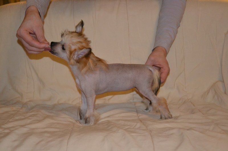 Naked Night's If You Dare