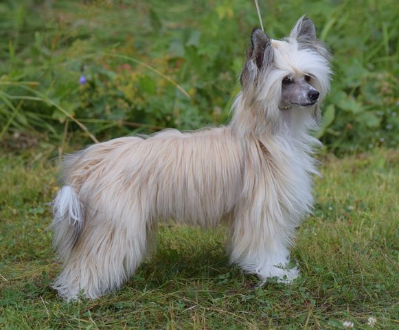 Artic Flyer's Here Comes Trouble