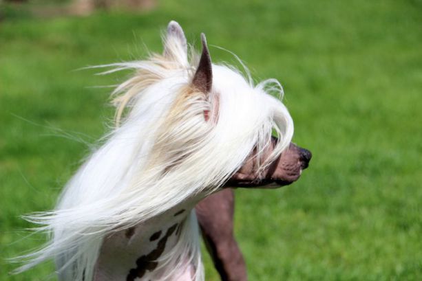 Whispering Lane Days of Thunder