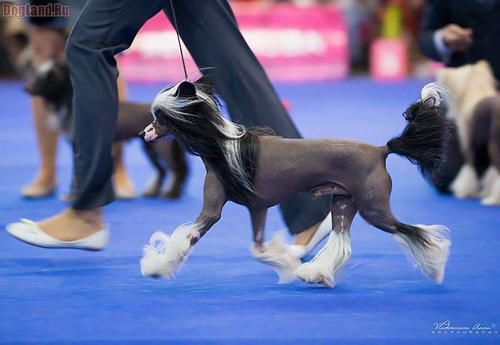 Little Joy In Love Eclipse