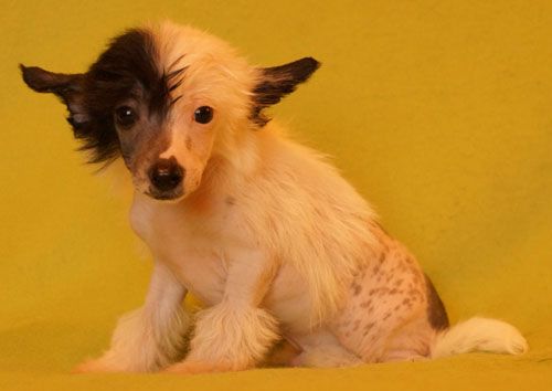 Dalokosh Kraft Kristall