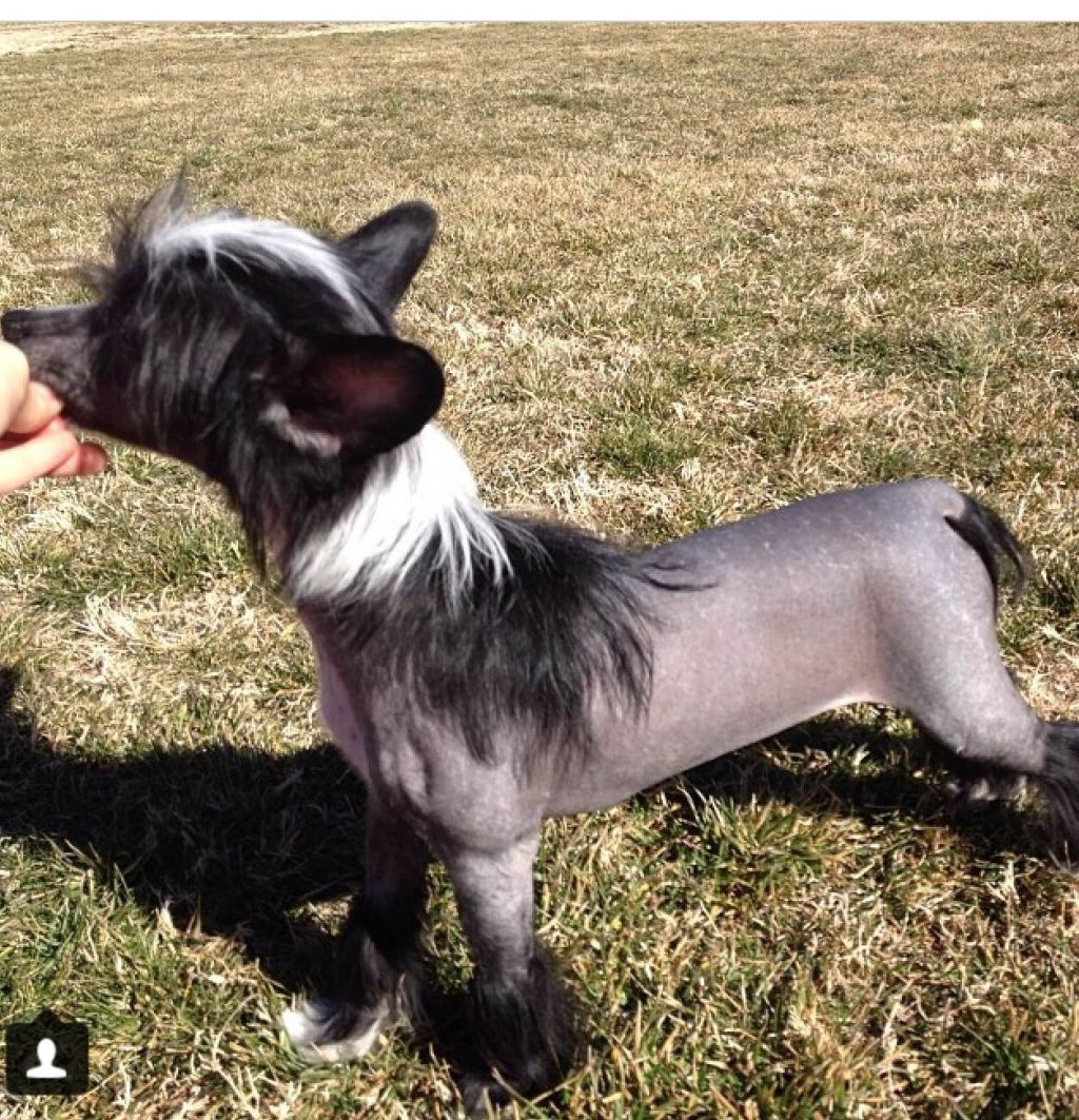 Golden Diamond Cresteds Makadamia