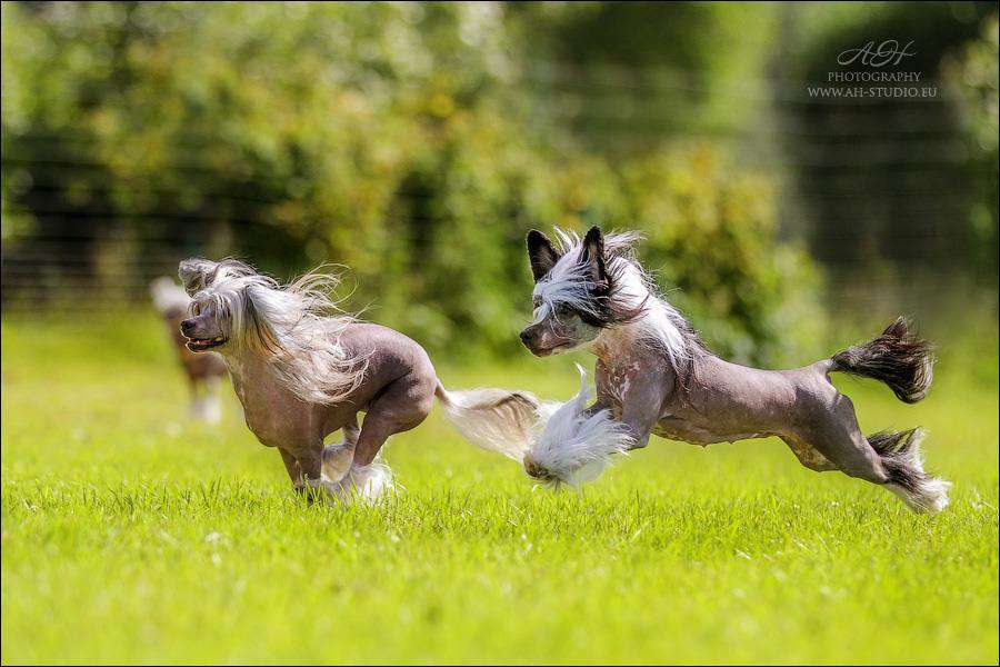 Golden Diamond Cresteds Millagrosa