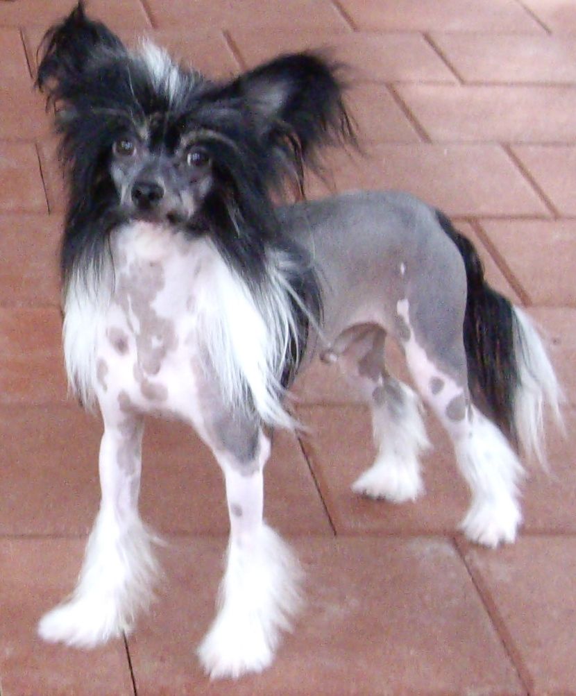 Princetin's Elegante' Swagger