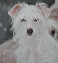 Dogtrix Keliga Knut
