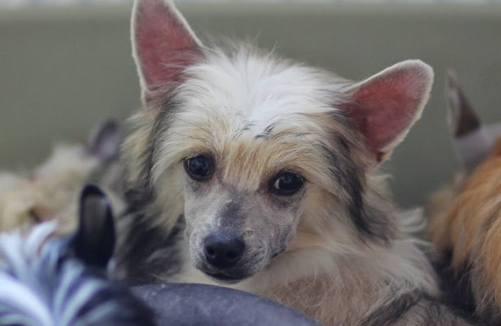 Faworyta Mego Serca Innowacja