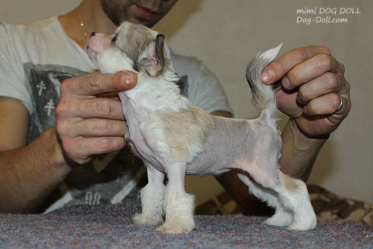Mimi Dog Doll O...