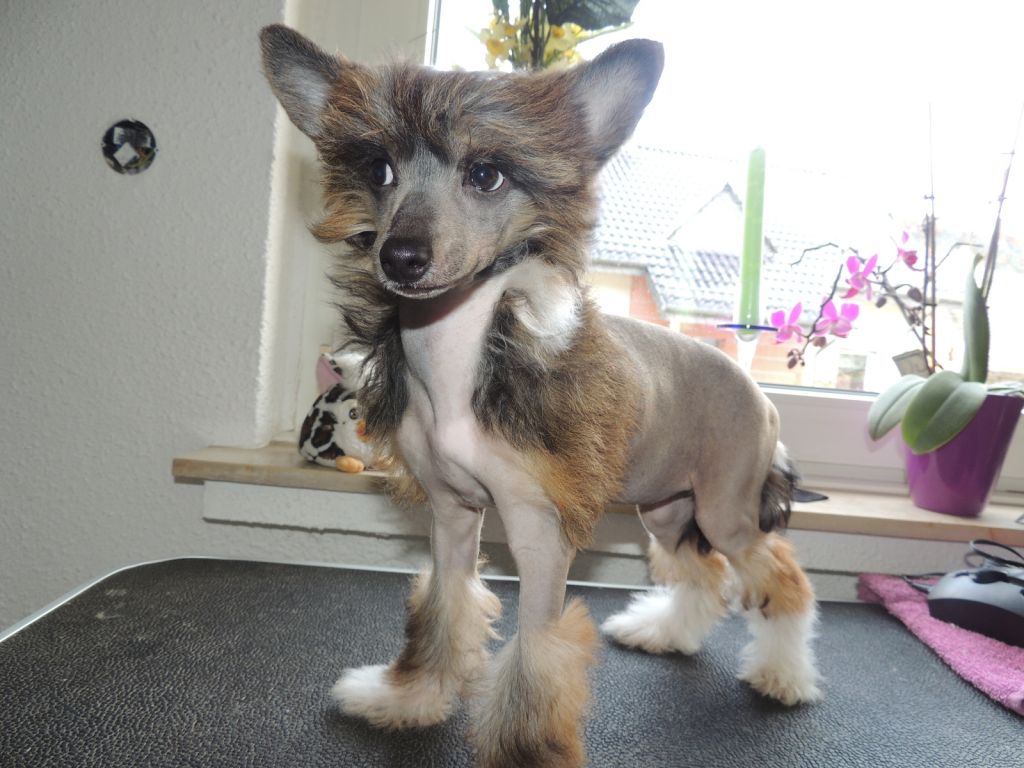 Ines-Melina Chinesische Engel