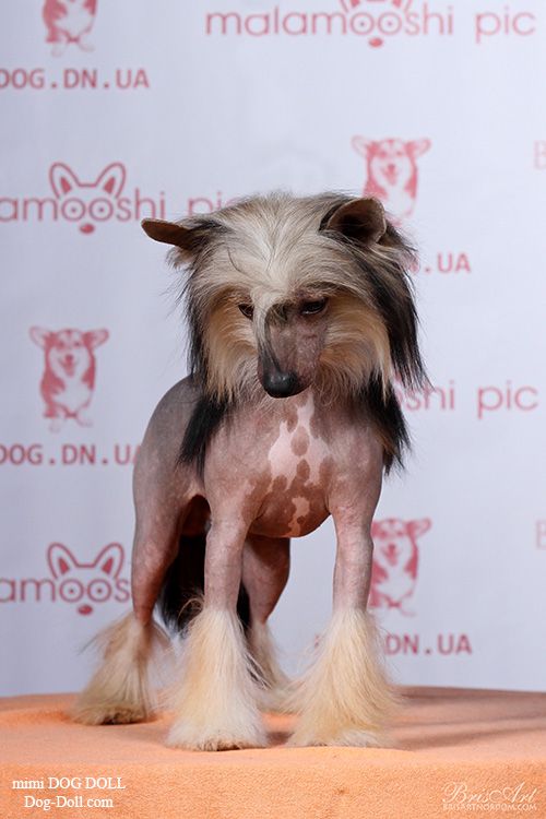 Sasquehanna (fci) Elek