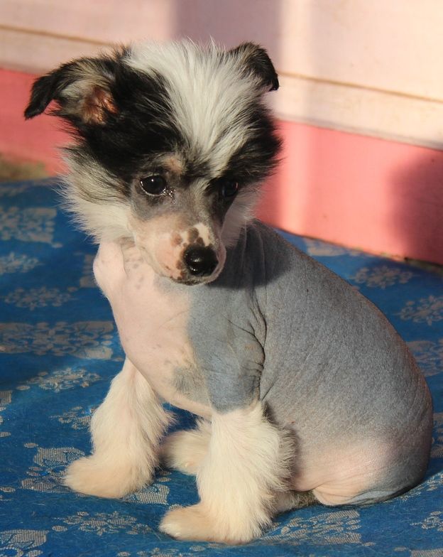 Angel O' Check  Ostap Bender