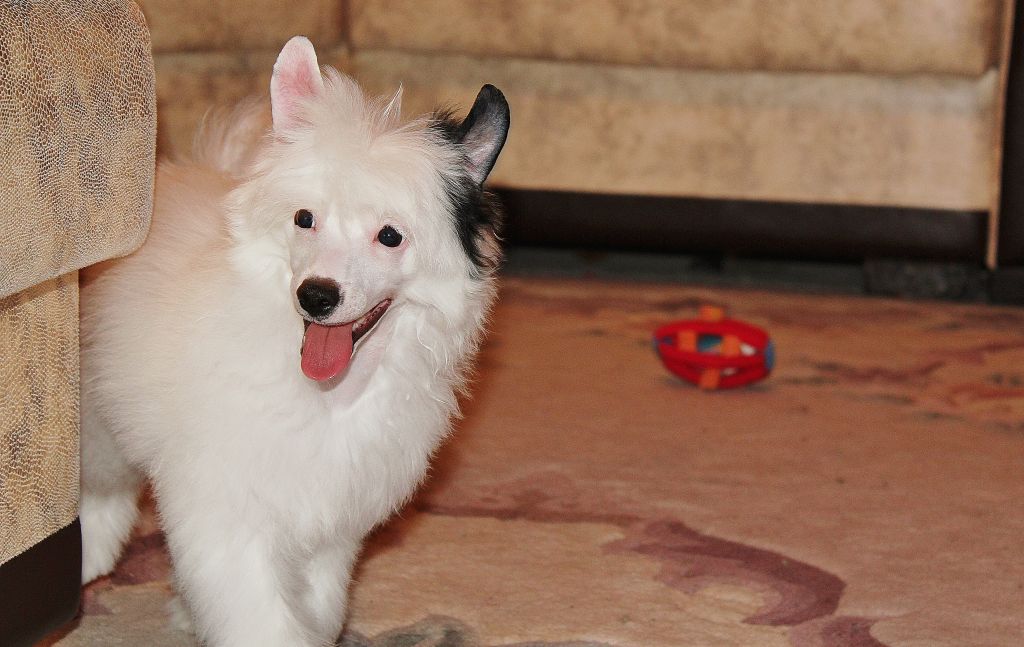 Kidsolarus Zhivanshi Ul'tramarin