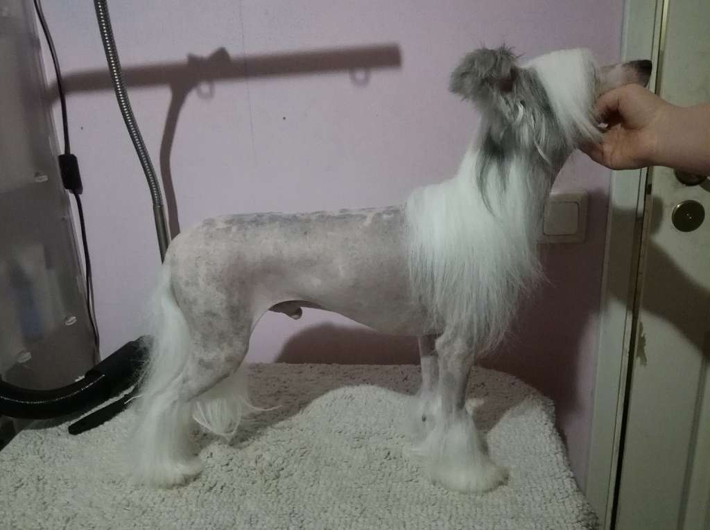 Allegranden Camouflage