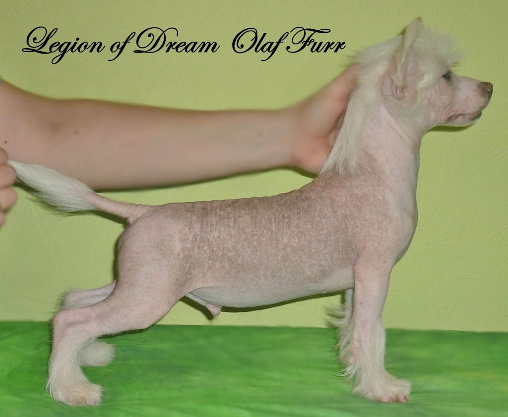 Legion of Dream Olaf Furr